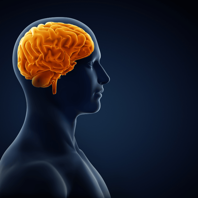 Unlocking The Brain: How Exercise Improves Cognitive Function And Mental Health 2 Cognitive