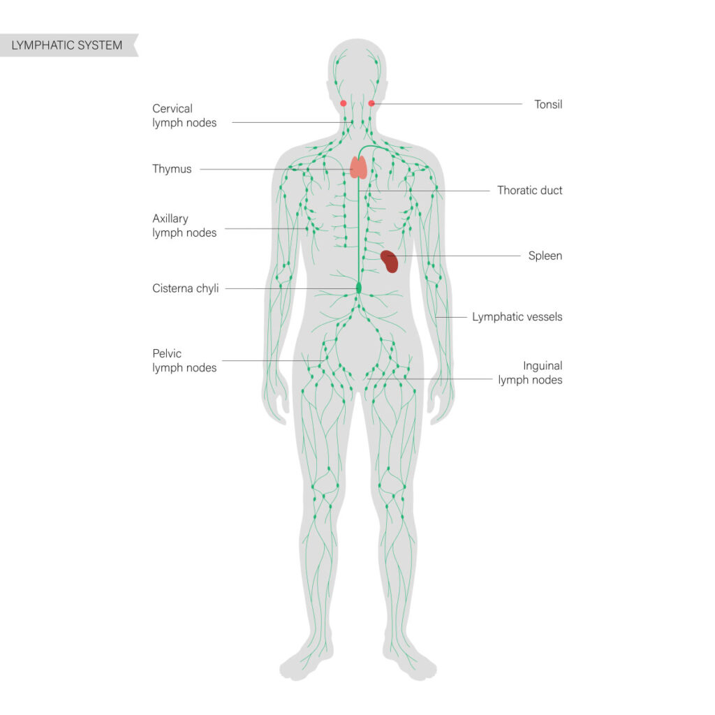 Lymphatic System