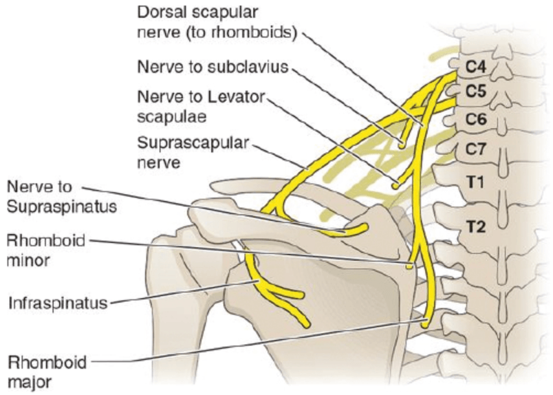 Link to C5–C6 Irritation