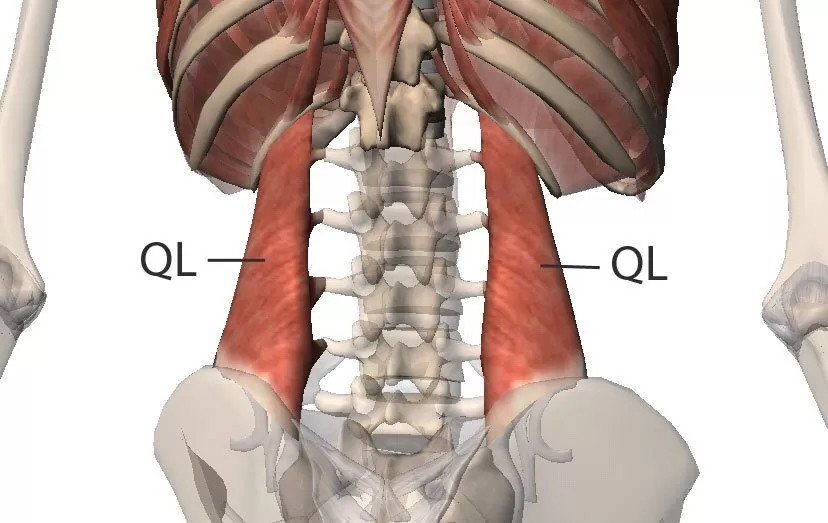 Quadratus Lumborum