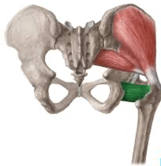 What Is The Quadratus Femoris