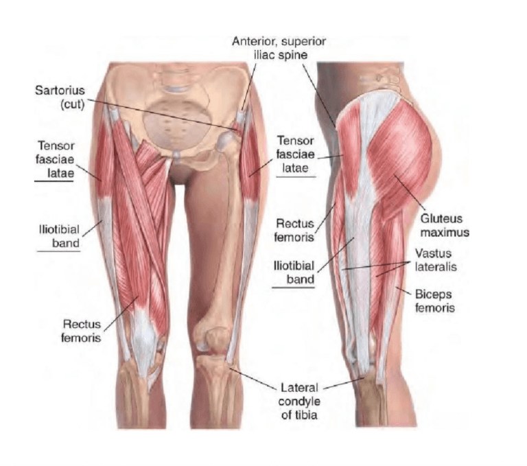 Snapping Hip Syndrome: Why Your Hip Clicks, Pops, or Snaps | Pain Free ...