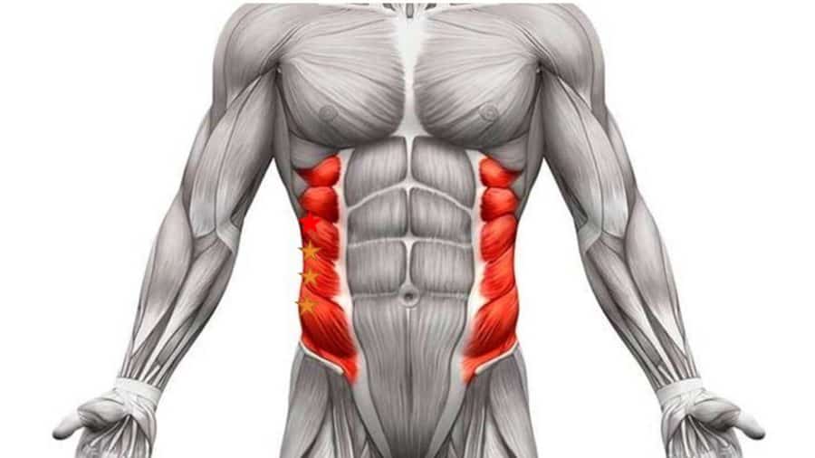 George Springer’s Oblique Injury &Amp; What It Reveals About Ql Overuse In Baseball 2 Obliques
