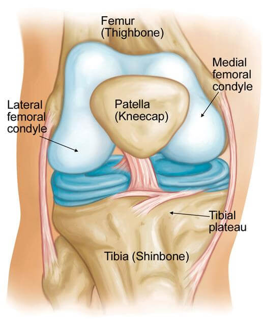 Understanding Knee Anatomy: Medial Vs Lateral