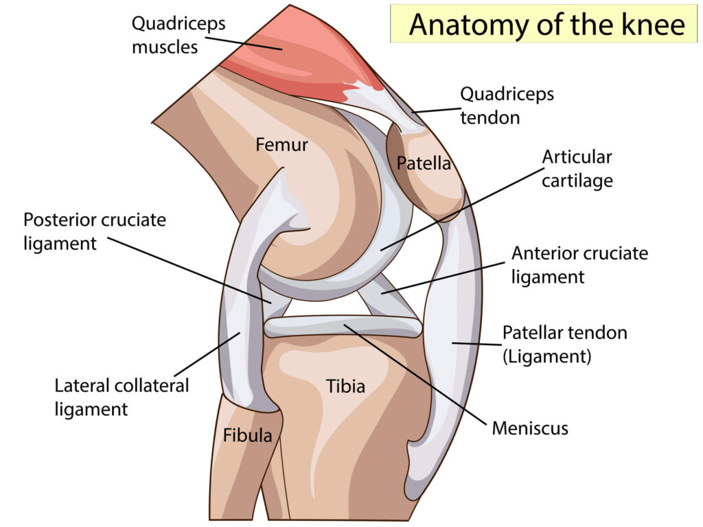 Why Is Medial (Inner) Knee Pain More Common Than Lateral Knee Pain?