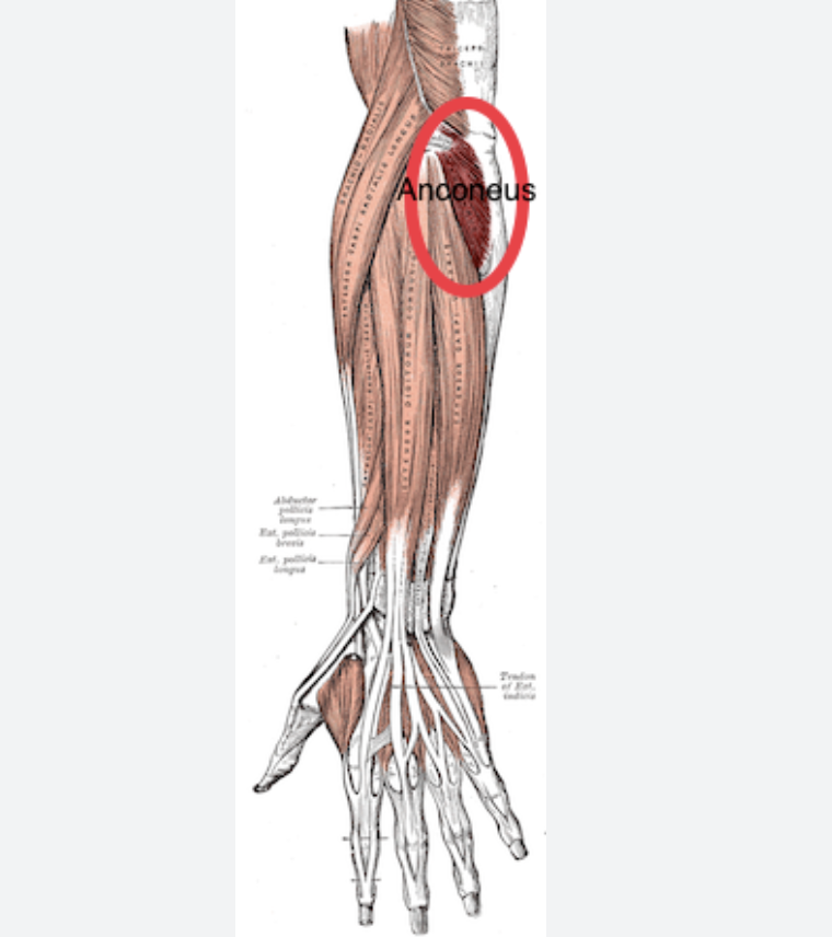 What Is The Anconeus Muscle?