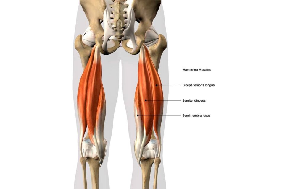 Hamstrings, Image Credit: Https://Centurionpt.com/Anatomy-Corner-Hamstrings/