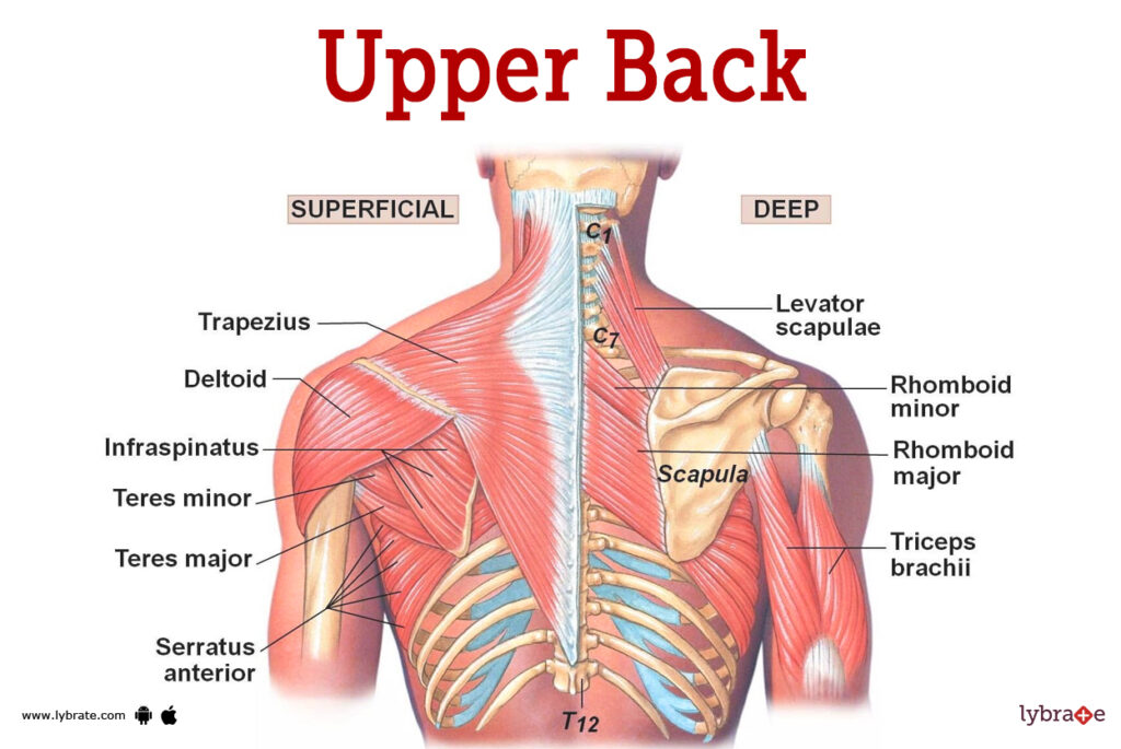 Upper Back (Human Anatomy), Image Credit: Https://Www.lybrate.com/Topic/Upperback-Image