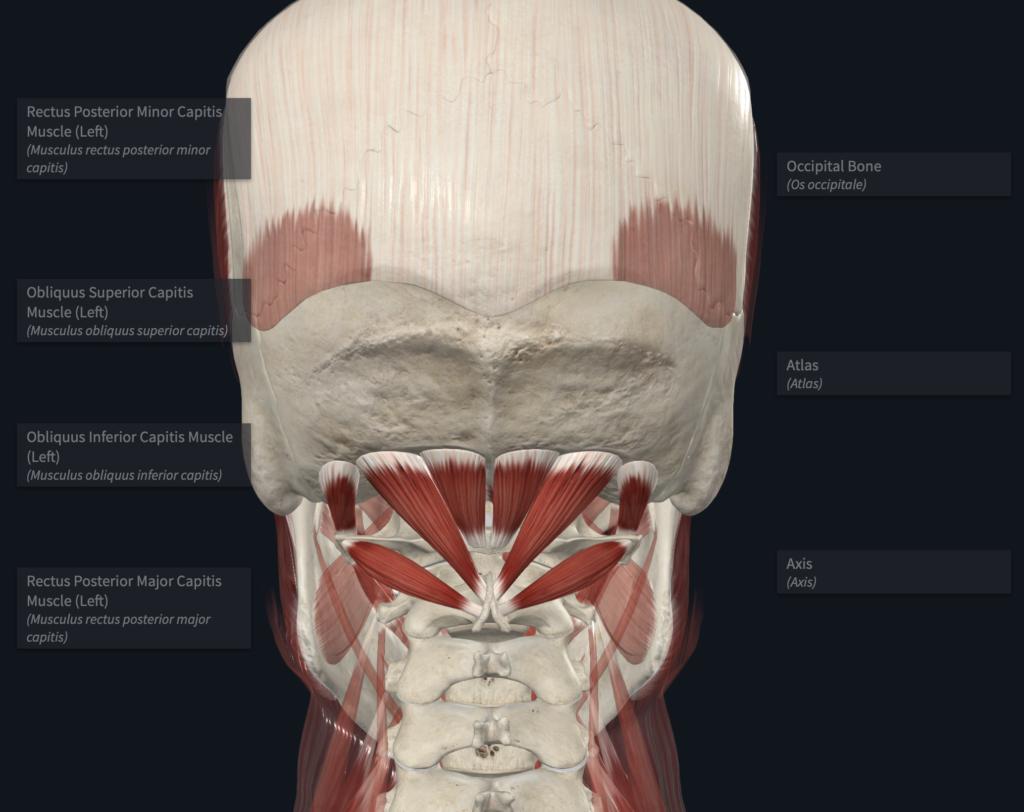 Suboccipitals Muscles