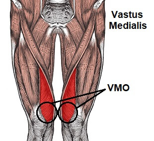 Vmo Muscle, Image Credit: Https://Www.knee-Pain-Explained.com/Vastus-Medialis-Exercises.html
