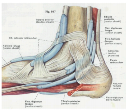 Inflammatory Causes