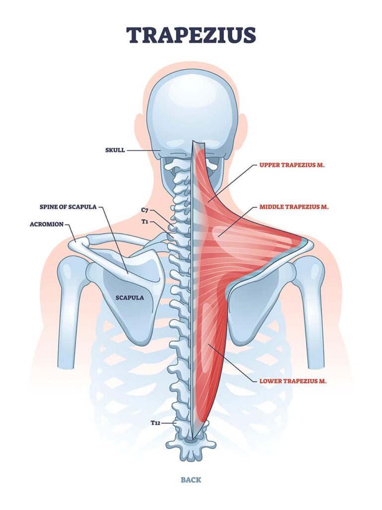 Trapezius, Image Credit: Https://Flexfitnessapp.com/Blog/Mid-Trap-Exercises/