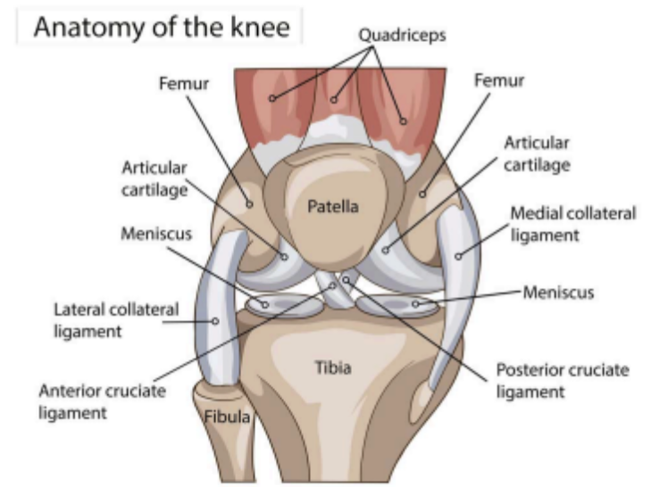 Medial Plica Syndrome: What It Is, How To Tell It Apart From A Medial Meniscus Tear, And How To Rehab It 3 Anatomy Of The Knee