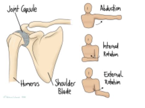 The Capsular Pattern - Which Movements Go First