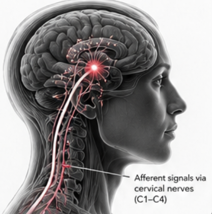 Could Tight Neck Fascia Affect More Than Just Neck Pain? 2 The Fascial Connection