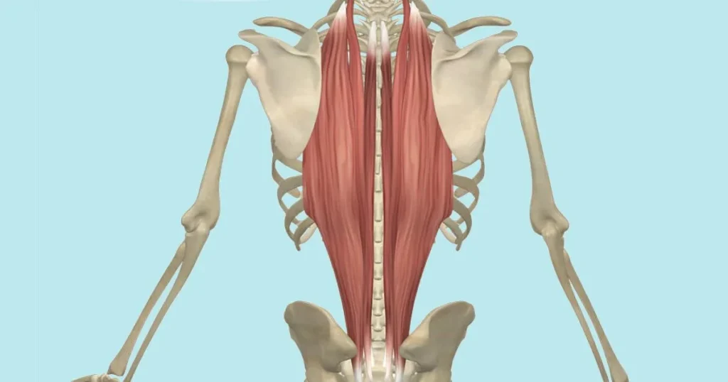 Lumbar Erector Release For Low Back Tightness 1 Lumbar Erector Muscles, Image Credit: Https://Www.yoganatomy.com/Erector-Spinae-Muscles/