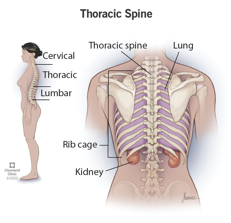 Thoracic Spine